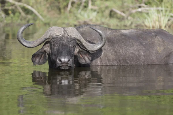 Portrét africké cape buffalo — Stock fotografie