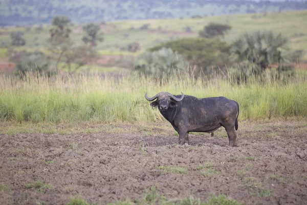 Retrato de búfalo de capa africano —  Fotos de Stock