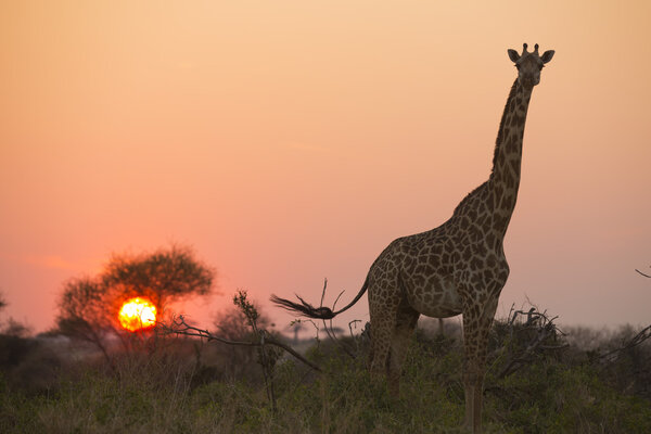 African giraffe in red 