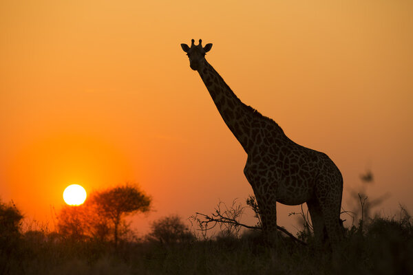 African giraffe in red against the sun