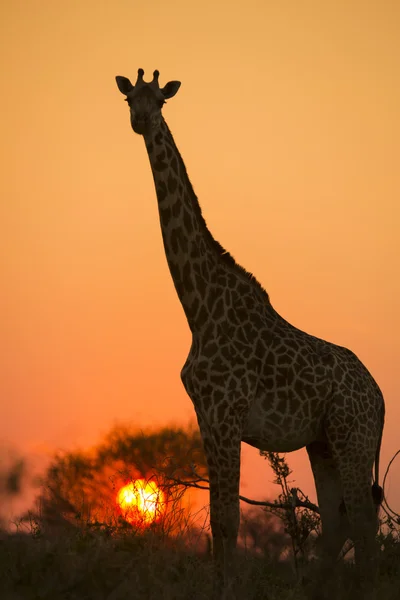 Girafa africana em vermelho — Fotografia de Stock