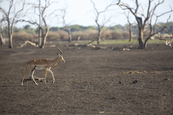 Portrét Impala antilopy — Stock fotografie