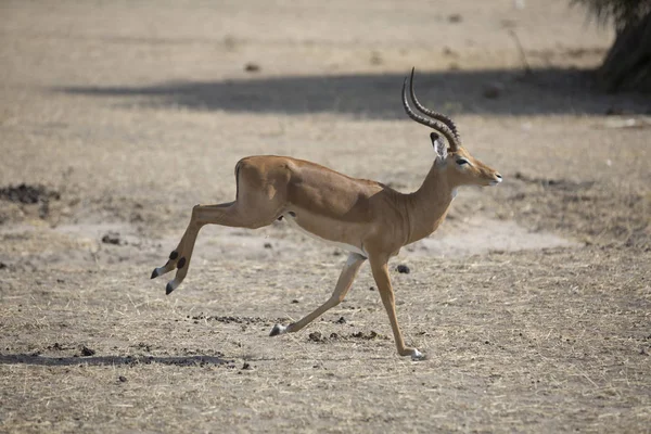 Retrato de antílope de impala — Fotografia de Stock
