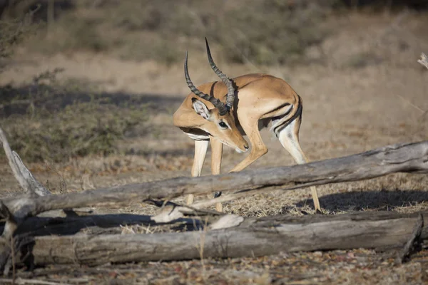 Retrato de antílope de impala — Fotografia de Stock