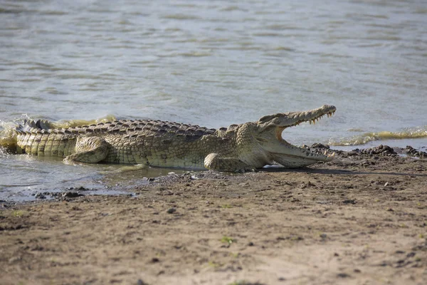 Portrait of african crocodile — Stock Photo, Image