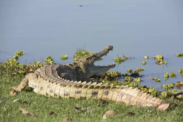 Portrait of african crocodile — Stock Photo, Image