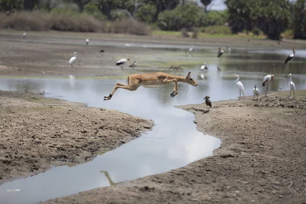 Female impala jumping over water — Stock Photo, Image
