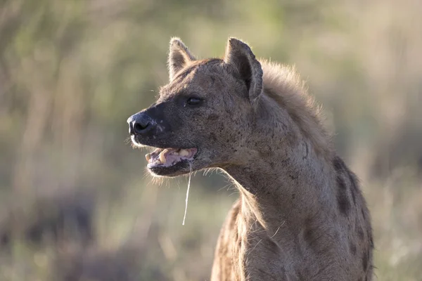 Retrato de hiena africana selvagem manchada — Fotografia de Stock
