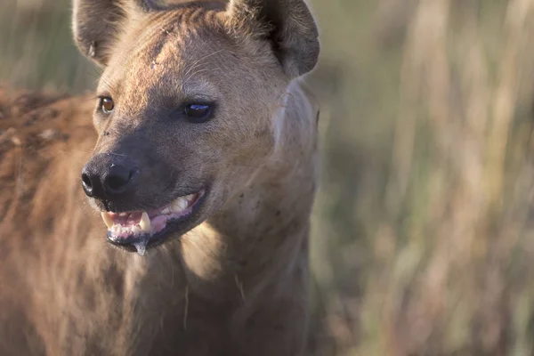 Portrét divokých afrických hyena skvrnitá — Stock fotografie