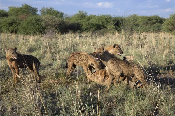 Vahşi Afrika benekli sırtlan portresi