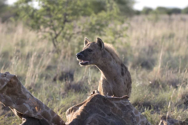 Portrét divokých afrických hyena skvrnitá — Stock fotografie