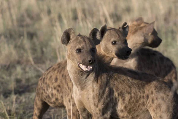 Portrét divokých afrických hyena skvrnitá — Stock fotografie