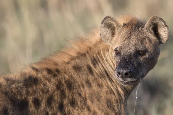 Portrét divokých afrických hyena skvrnitá — Stock fotografie