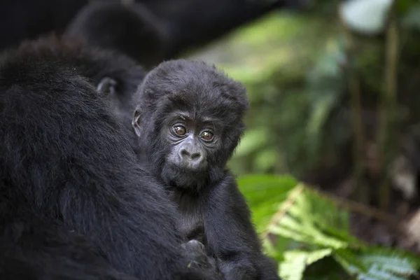 Retrato de bebé salvaje gorila de montaña — Foto de Stock