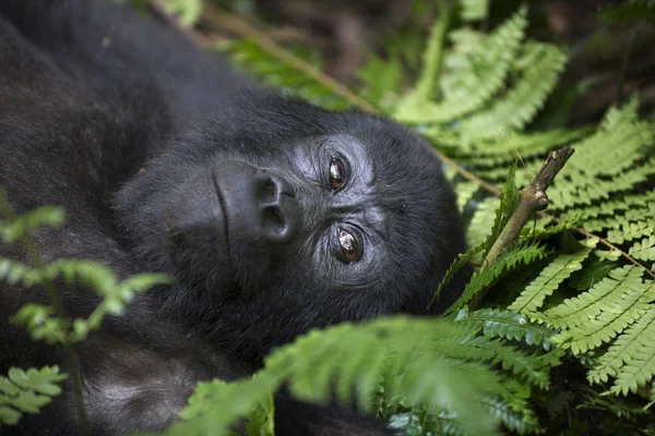 Portrait de gorille sauvage de montagne libre — Photo