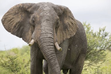 Vahşi gezici Afrika fili portresi