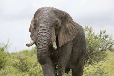 Vahşi gezici Afrika fili portresi