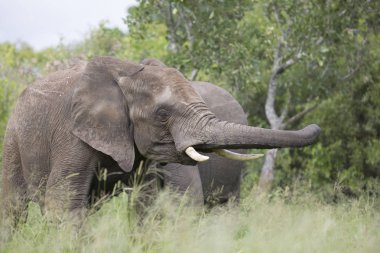 Vahşi gezici Afrika fili portresi