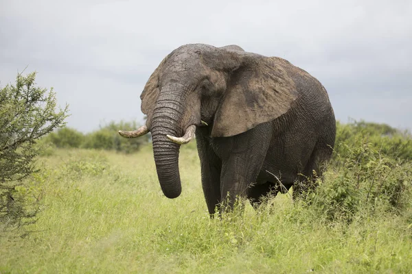 Portrait of wild free african elephant — Stock Photo, Image