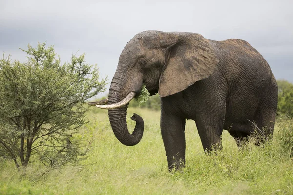 Portrét divokých slona afrického drzý — Stock fotografie