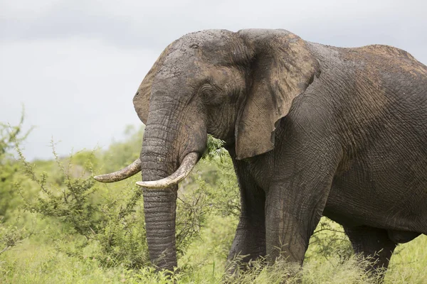 Portrét divoký slon africký cestovní — Stock fotografie