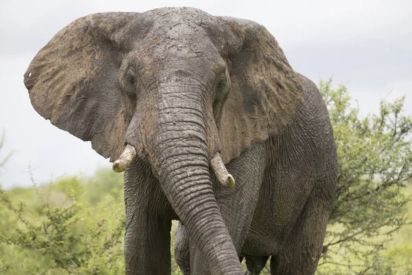 Retrato de elefante africano itinerante selvagem — Fotografia de Stock