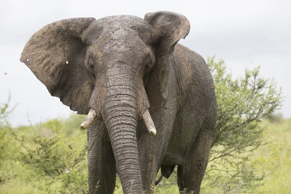 Retrato de elefante africano itinerante selvagem — Fotografia de Stock