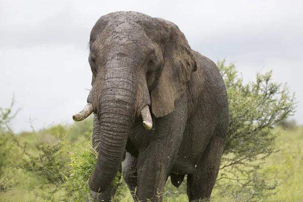 Retrato de elefante africano salvaje errante — Foto de Stock