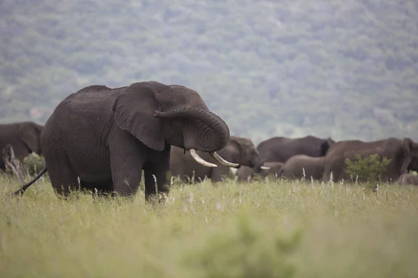 Portrait of wild roaming african elephant — Stock Photo, Image