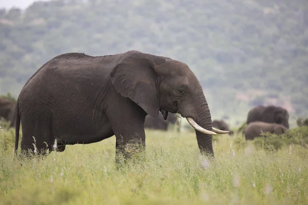 Portrét divoký slon africký cestovní — Stock fotografie