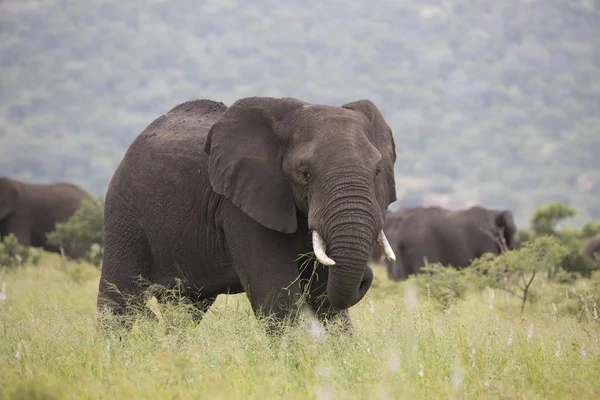 Portrét divoký slon africký cestovní — Stock fotografie