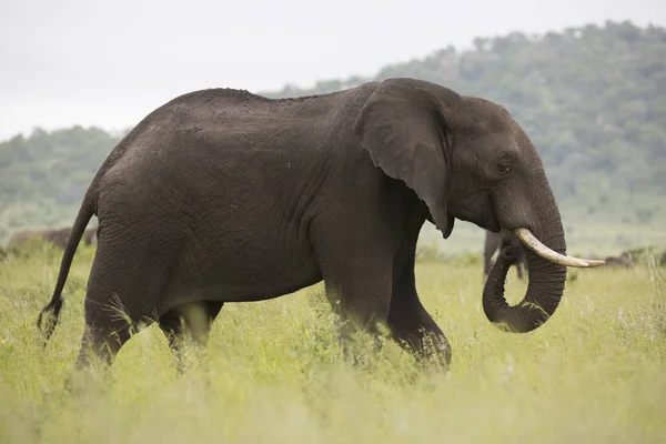 Portrét divoký slon africký cestovní — Stock fotografie