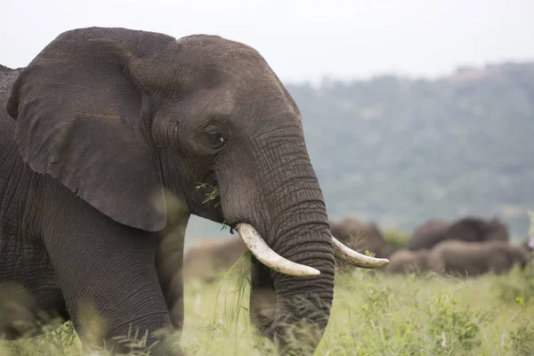 Retrato de elefante africano salvaje errante — Foto de Stock