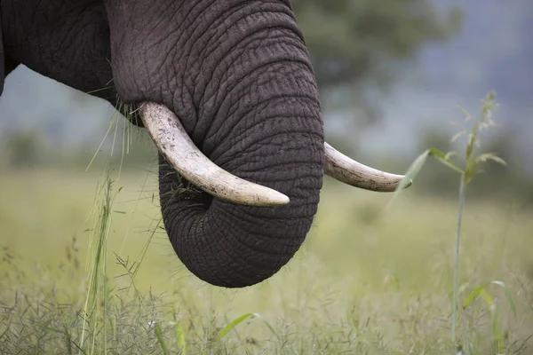 Retrato de elefante africano salvaje errante —  Fotos de Stock