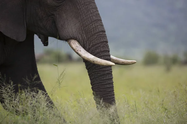 Portret van wild zwervende Afrikaanse olifant — Stockfoto