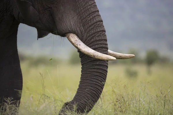 Retrato de elefante africano itinerante selvagem — Fotografia de Stock