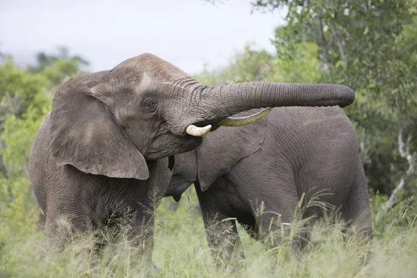 Retrato de elefante africano salvaje errante — Foto de Stock