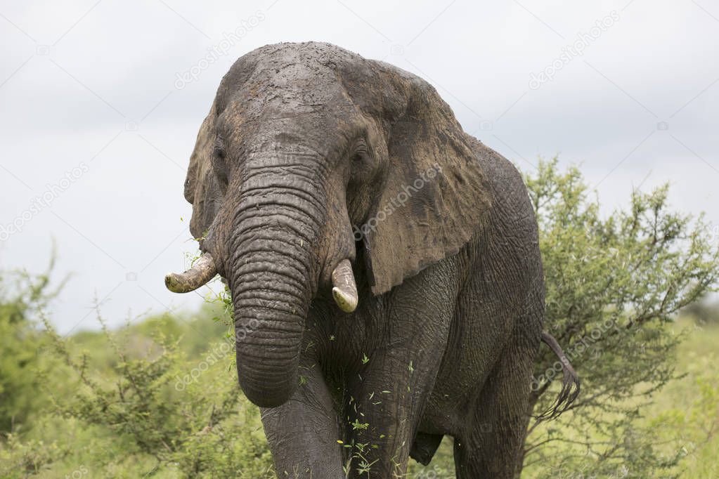 Portrait of wild roaming african elephant