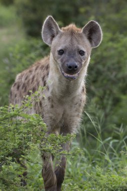 Ücretsiz Afrika benekli sırtlan portresi