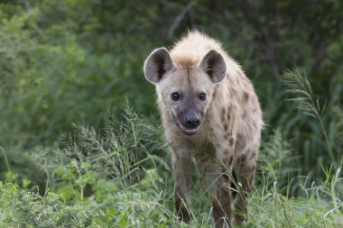 Ücretsiz Afrika benekli sırtlan portresi