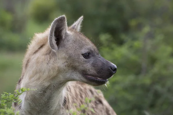 Ritratto di iena maculata africana libera — Foto Stock