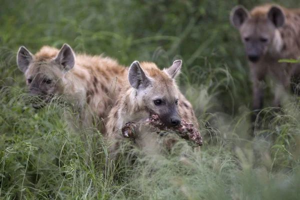 Portrait de hyène tachetée africaine libre — Photo
