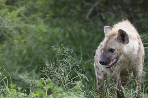 Portrait of free african spotted hyena — Stock Photo, Image