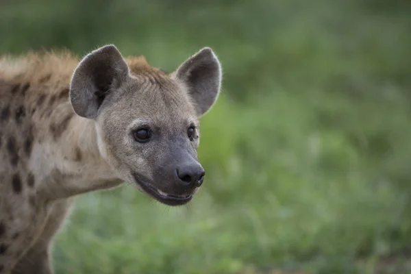 รูปภาพของไฮยีน่าที่เห็นแอฟริกันฟรี — ภาพถ่ายสต็อก