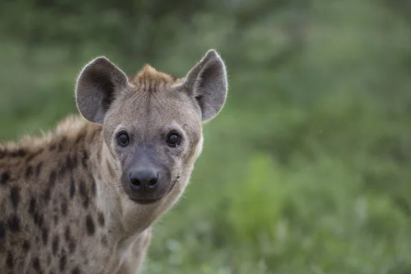 Portrait of free african spotted hyena — Stock Photo, Image