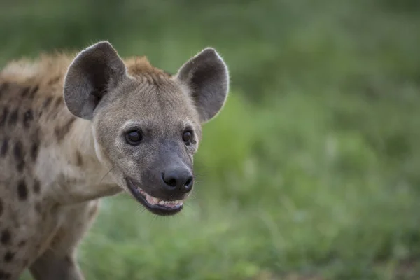 Ritratto di iena maculata africana libera — Foto Stock