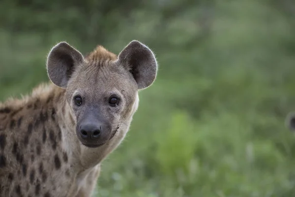 Porträt der frei lebenden afrikanischen Fleckhyäne — Stockfoto