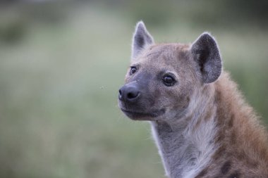 Ücretsiz Afrika benekli sırtlan portresi