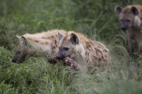 Ritratto di iena maculata africana libera — Foto Stock