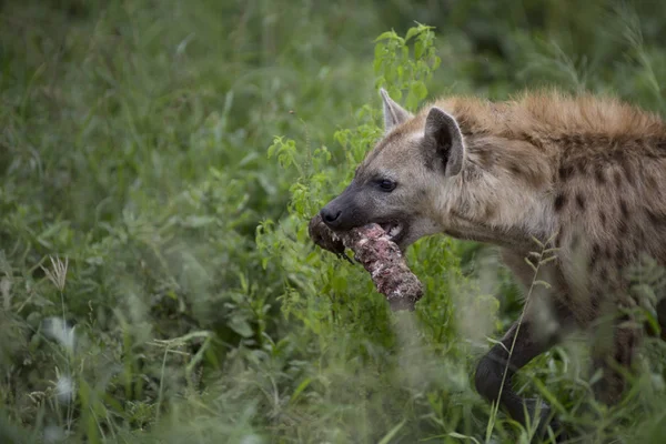 Portrait of free african spotted hyena — Stock Photo, Image